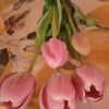 Mazzo tulipani - immagine 6